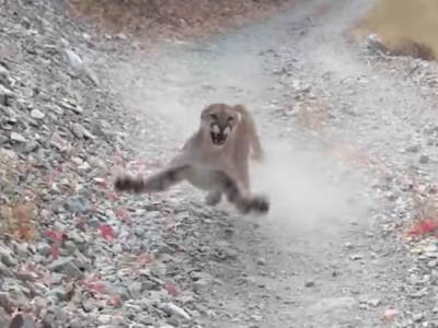 美国犹他州男子在峡谷发现可爱小美洲狮想靠近拍照 凶狠美洲狮妈妈突然冲出