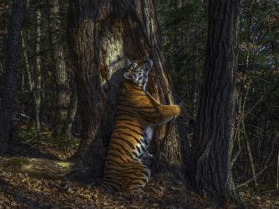 俄罗斯摄影师拍摄到西伯利亚虎抱着满州杉树照片 获2020国际野生动物摄影奖最高殊荣