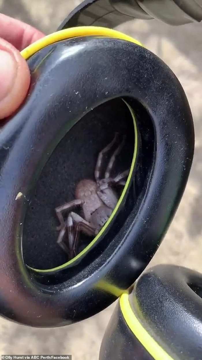 澳洲男子带上耳机后觉得耳朵痒痒的 拿下发现藏着超巨大猎人蛛
