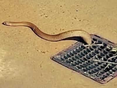 澳洲南部的塞利克斯海滩有世界第2毒“东部拟眼镜蛇”从公共淋浴间排水孔探出