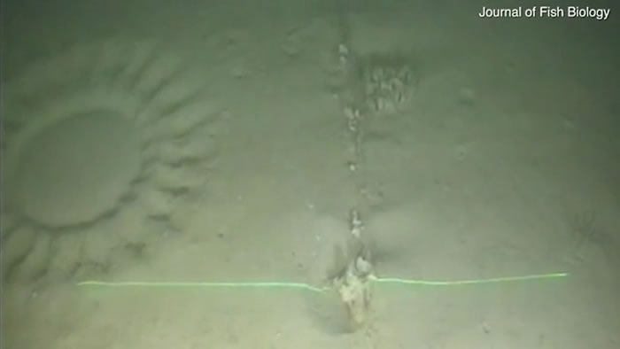 白斑窄额鲀？澳大利亚西海岸发现海底怪圈