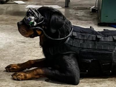 美国陆军研究实验室研发军犬专用AR护目镜 冀远距离发任务指令