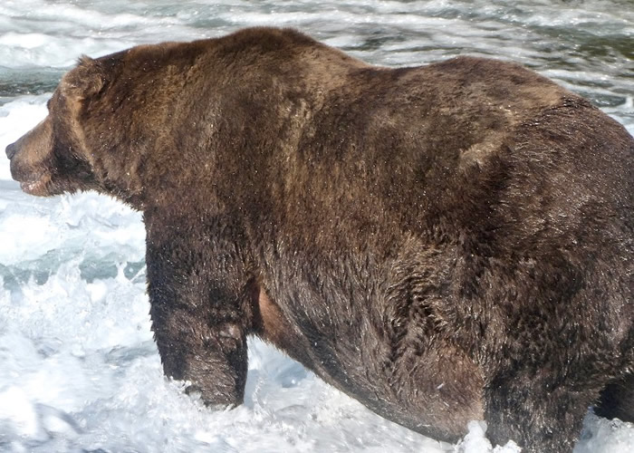 美国阿拉斯加州卡特迈国家公园每年举行的“肥熊大赛”揭晓 绰号“747”棕熊夺冠