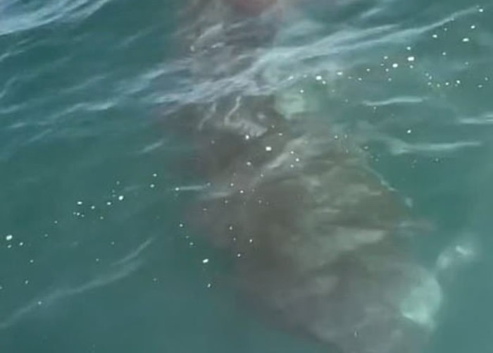 误以为是姥鲨 美国加州少年跳海同游惊见大白鲨