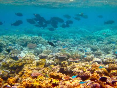 澳大利亚主要自然景点大堡礁在未来几年内可能会被不可逆转地毁坏掉