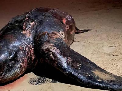 澳大利亚美人鱼海滩重达半吨的濒临灭绝棱皮龟被冲上岸