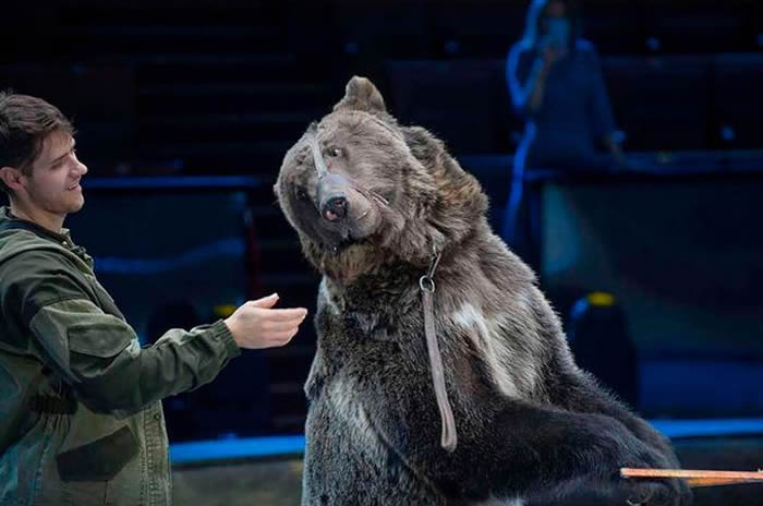 俄罗斯莫斯科国立大马戏团员工清理笼子惨遭棕熊攻击死亡