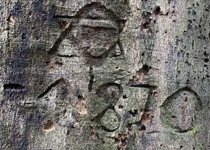 英国新福雷斯特村国家森林公园管理局在官网上的互动地图展出逾100多幅树木涂鸦