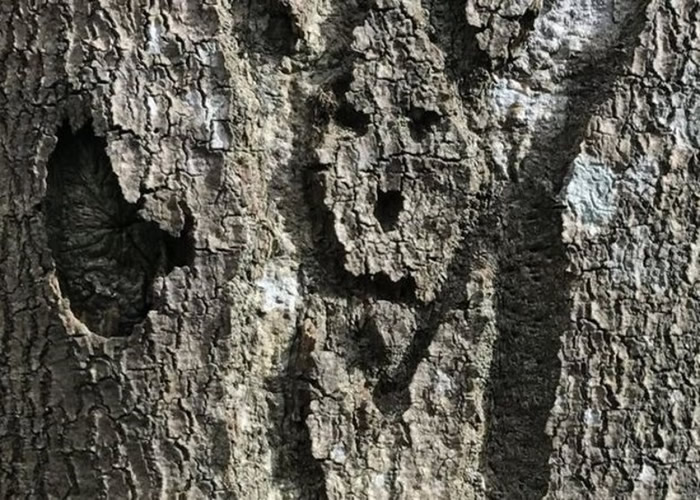 英国新福雷斯特村国家森林公园管理局在官网上的互动地图展出逾100多幅树木涂鸦