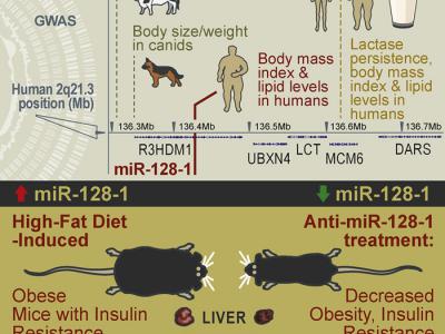 研究揭示人类进化中“肥胖基因”的调控机制
