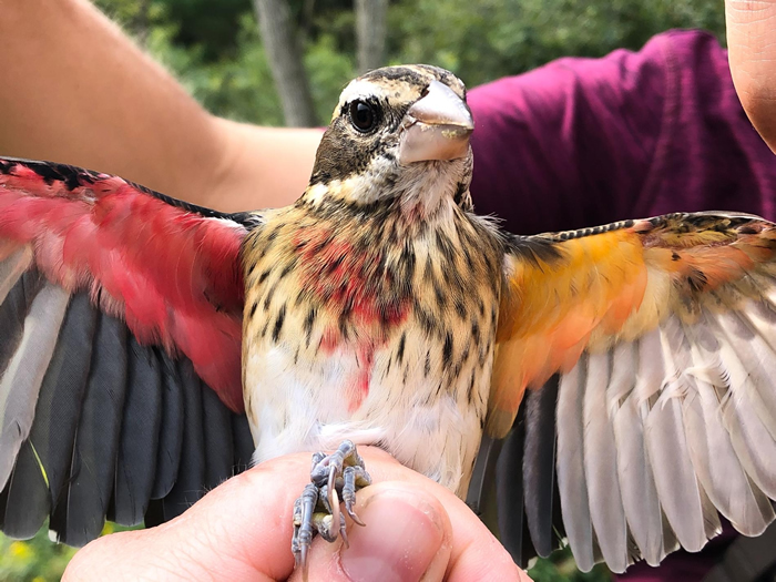 研究人员9月时在火药厂自然保留区抓到了这只玫胸白翅斑雀。它黄色的那半边身体是雌的，而红色那半边是雄的──这是一种名为「雌雄双嵌体」的症状。 PHOTOGRAPH