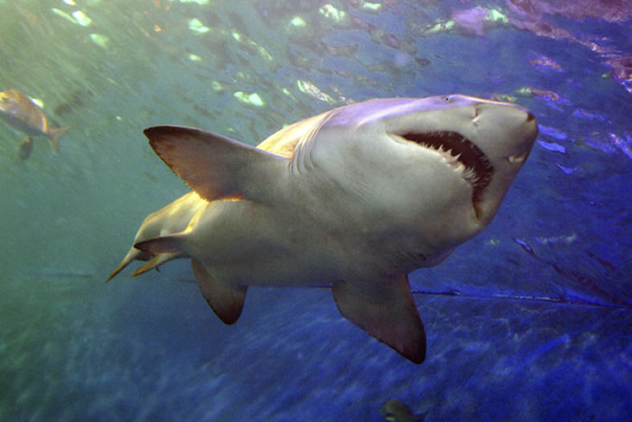 澳洲今年鲨鱼已经咬死7人创近百年新高 地球暖化栖息地迁移导致