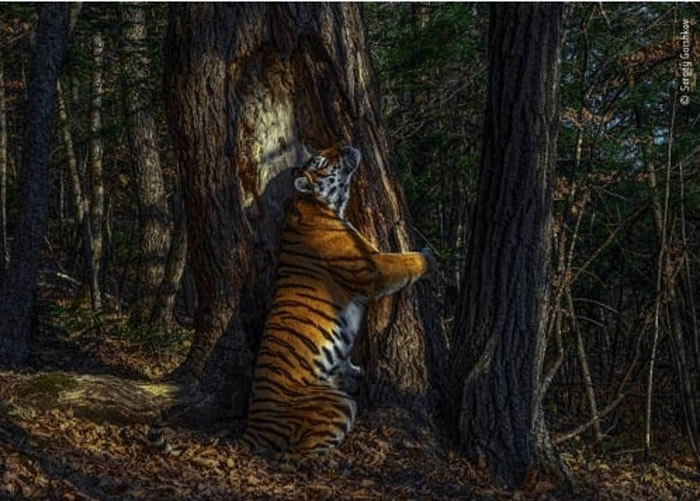 冠军照片捕捉西伯利亚虎欢悦地抱着杉树。
