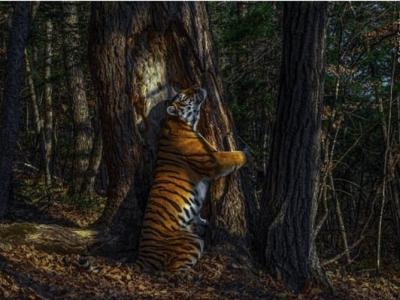 英国伦敦自然历史博物馆野生动物摄影师大奖：Sergey Gorshkov拍到的西伯利亚虎获奖
