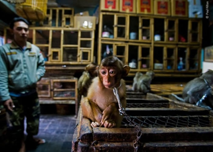 小猕猴悲伤的神情，唤醒人们关注动物买卖。