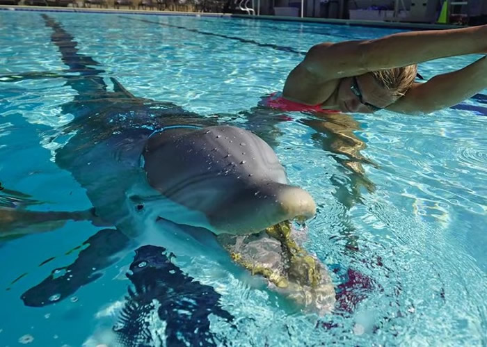 美国加州Edge Innovations公司设计的机器海豚有望取代人工饲养的海豚娱乐观众