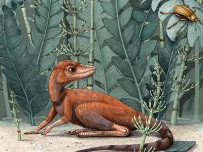 翼龙和巨大的恐龙可能拥有同一个表亲——只有手掌大小的爬行动物Kongonaphon kely
