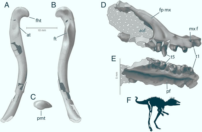 翼龙和巨大的恐龙可能拥有同一个表亲——只有手掌大小的爬行动物Kongonaphon kely