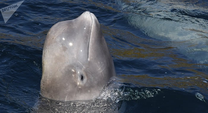 俄罗斯“萨哈林环境观察”负责人：远东地区发生的白鲸搁浅事件有些是强涨潮所致