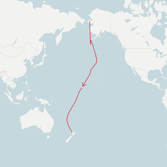 一只雄性斑尾塍鹬连飞12200公里 从阿拉斯加飞到新西兰打破候鸟单次飞行距离纪录