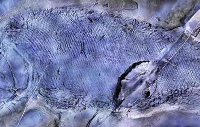 《PeerJ》：云南罗平发现世界上最古老的疣齿鱼科鱼类化石——“云南暴鱼”