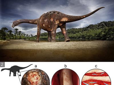 《白垩纪研究》杂志：巴西研究人员在恐龙化石中发现血液寄生虫