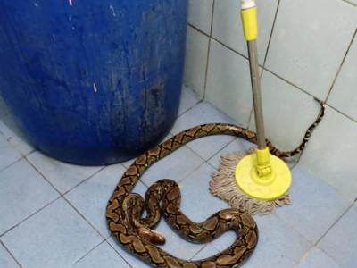 泰国妇女上厕所 两米长蛇从马桶窜出狠狠朝她屁股咬下去