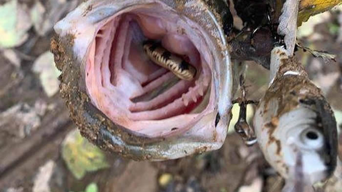 美国田纳西州钓客在河里钓到鲈鱼 打开其嘴巴发现里面竟藏有一条小水蛇