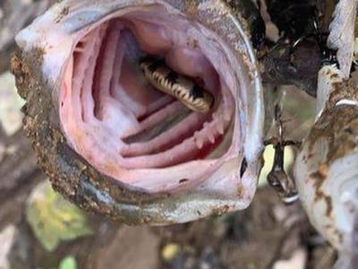 美国田纳西州钓客在河里钓到鲈鱼 打开其嘴巴发现里面竟藏有一条小水蛇