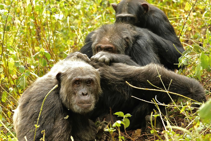 野外的老年黑猩猩和人类一样会关注数目虽少但却更具意义的友谊