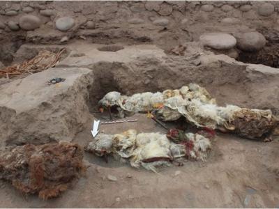 秘鲁考古发现“骆马”是印加帝国牺牲首选动物 其仪式价值仅次于人类