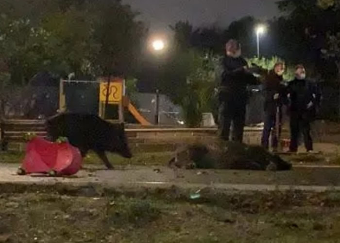 母野猪带着6只小崽误闯梵蒂冈附近游乐场 惨遭全部杀死激起民愤
