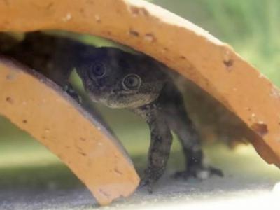 智利卡拉马市泥洼中救出的极度濒危“洛阿水蛙”在圣地亚哥动物园产下200个后代