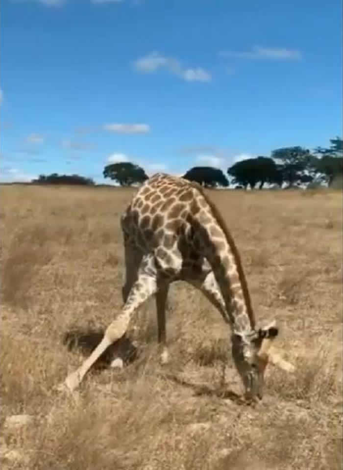 长颈鹿是世界上最高的哺乳类动物 它如何吃地面上的草？