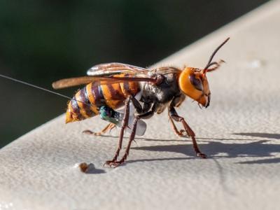 俗称“杀人蜂”的大虎头蜂入侵美国 首个巢穴曝光