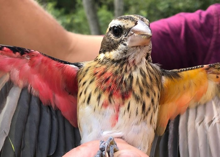 美国宾夕凡尼亚州粉磨坊自然保护区发现罕见雌雄双嵌体“玫胸白斑翅雀”