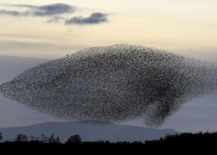 英国苏格兰南部小镇格雷特纳每年都会见到椋鸟大规模迁徙的壮观景象