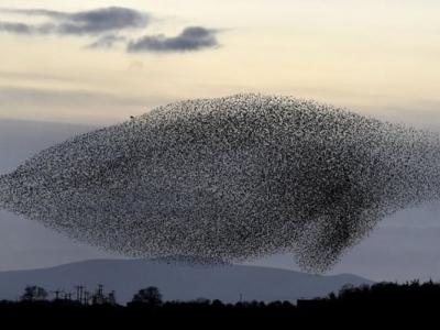 英国苏格兰南部小镇格雷特纳每年都会见到椋鸟大规模迁徙的壮观景象