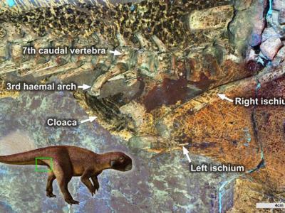 中国发现的鹦鹉嘴龙化石使得泄殖腔（排泄和交配的腔道）形状第一次清晰可见