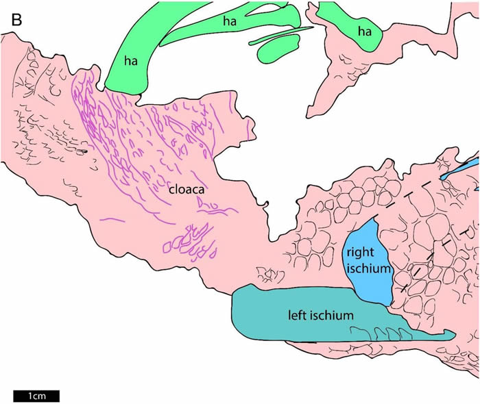 中国发现的鹦鹉嘴龙化石使得泄殖腔（排泄和交配的腔道）形状第一次清晰可见