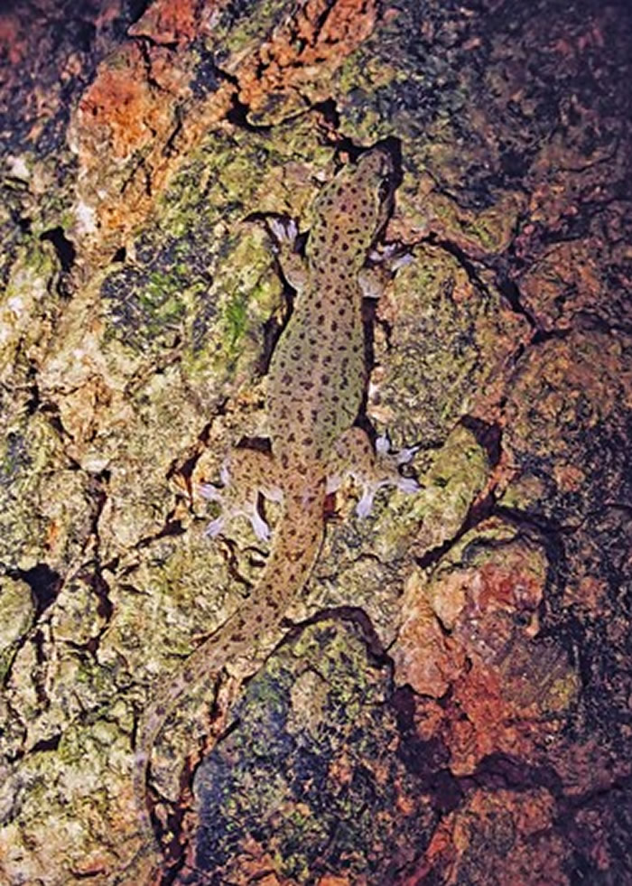 台湾高雄市寿山动物园附近发现极稀有的截趾虎