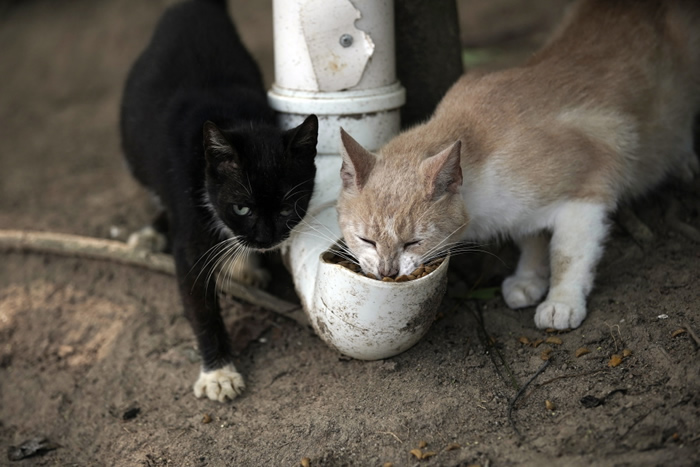 巴西的富塔达岛因疫情影响没有游客 导至猫咪闹饥荒传出“猫吃猫”惊悚景象