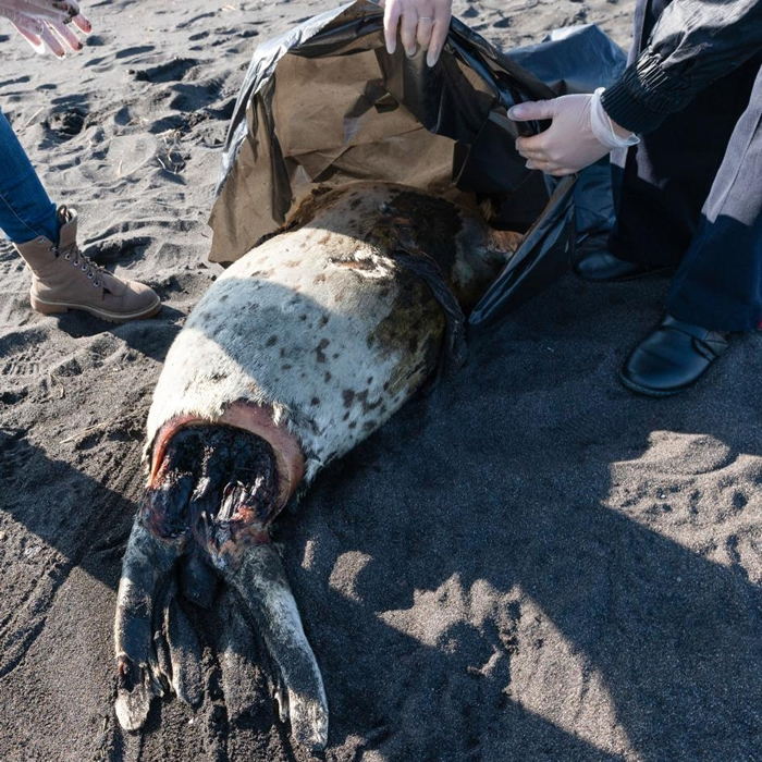 一只死去的斑海豹，伴随着一堆堆已无生命的海胆、海星及其他底栖生物，被冲上俄罗斯远东地区的哈拉克特尔斯基海滩（Khalaktyrskiy Beach）。 PHOT