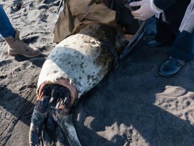俄罗斯远东哈拉克特尔斯基海滩发生海洋生物大量死亡事件 可能危及濒临绝种的海獭生存