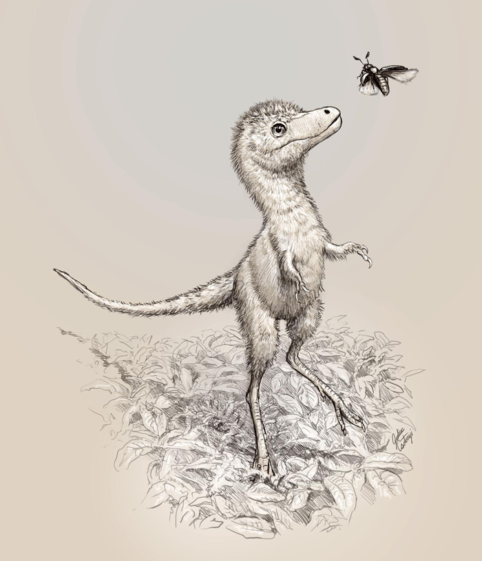 插图描绘霸王龙（Tyrannosaurus rex）幼雏可能的样貌。最近获得描述的胚胎化石并不属于霸王龙这个物种，而是较早的暴龙属恐龙，详细物种尚待辨认。 IL