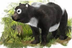 熊猫祖先是什么动物?八百万年前只吃肉类(撕咬力惊人)