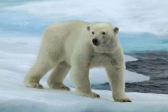 北极熊的天敌是什么?没有动物能与之抗衡(唯独人类)