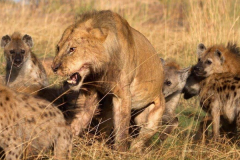 非洲鬣狗的天敌是什么?鬣狗最爱掏肛(雄狮才能震住它)