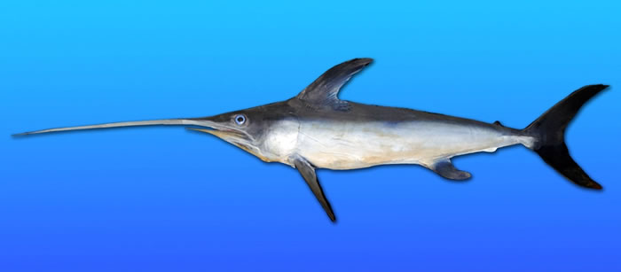 研究人员在利比亚海滩发现一条被剑鱼杀死的浅海长尾鲨