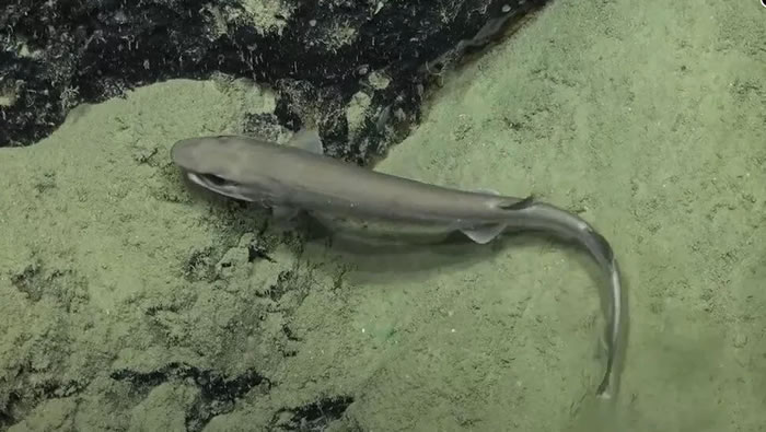 澳大利亚Falkor号科考船发现“世界上最稀有的鲨鱼品种”短尾猫鲨Parmaturus bigus